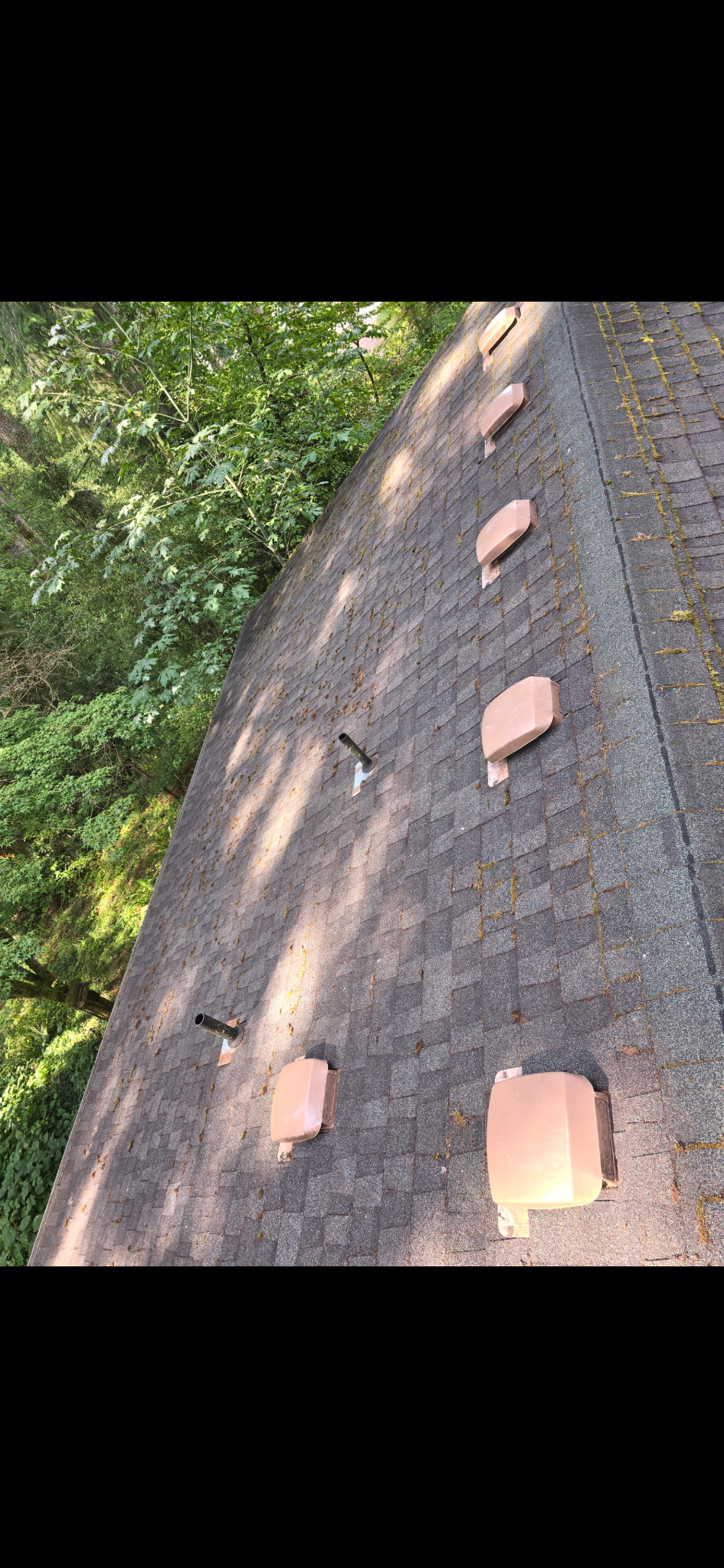 Matching vented roof side with loose debris largely absent; green growth remains.